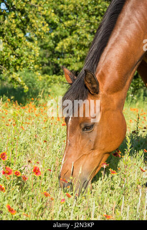 Primo piano di una baia della testa di cavallo rosso con fiori selvatici Foto Stock