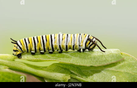 Sette giorni di Monarch caterpillar in appoggio su una foglia milkweed, una vista laterale Foto Stock