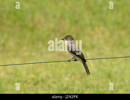 Eastern Phoebe seduta su un trefolo di filo Foto Stock