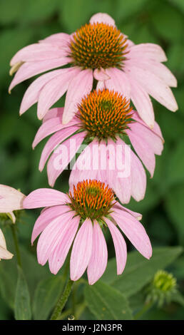 Purple Coneflowers schierate nel giardino estivo Foto Stock