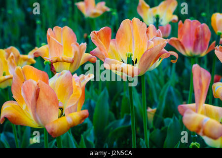 Tulipani in giardini Sherwood Park, in Guilford, Baltimore, Maryland. Foto Stock