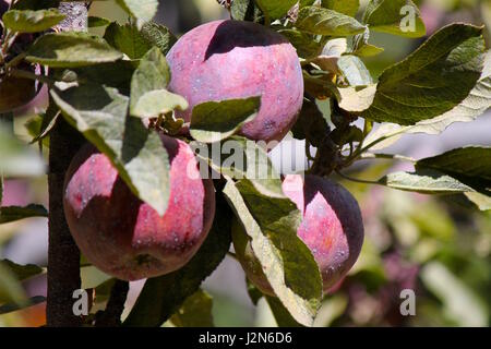 Le mele rosse in Orchard Foto Stock