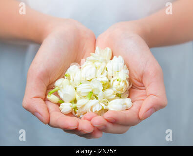 Donna asiatica mani bianco fiori di gelsomino, il fuoco selettivo sui fiori bianchi Foto Stock