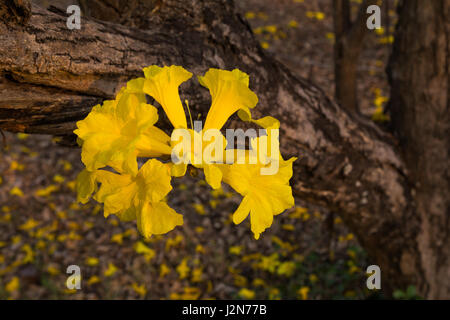 Fiori di Golden tromba alberi o tabeguia, in piena fioritura sul suo tronco, con messa a fuoco selettiva sul centro fiore, contro sfondo sfocato di caduta Foto Stock