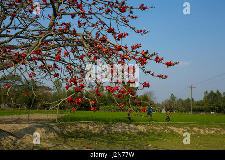 Di seta rossa fiore di cotone tree noto anche come Bombax Ceiba, Shimul. Dacca in Bangladesh. Foto Stock