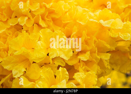Close up Golden tromba albero fiori, o tabeguia, in piena fioritura con il fuoco selettivo sul fiore vicino al centro del telaio Foto Stock