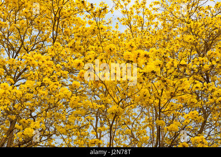 Fiori di Golden tromba alberi o tabeguia, in piena fioritura contro parzialmente nuvoloso sky Foto Stock
