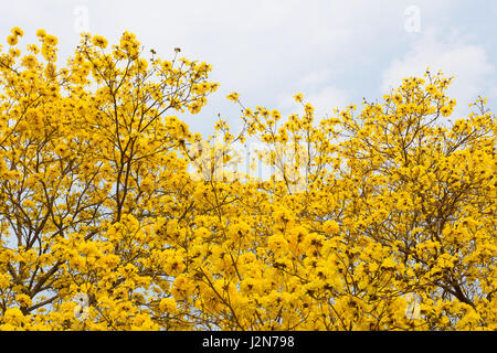 Fiori di Golden tromba alberi o tabeguia, in piena fioritura contro parzialmente nuvoloso sky Foto Stock
