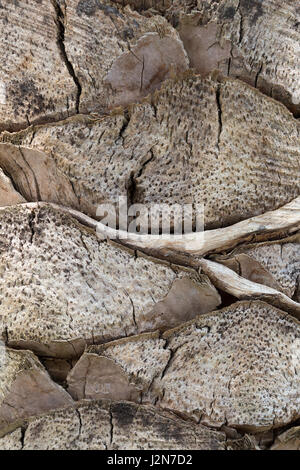 Close up di albero di cocco del tronco che mostra i dettagli di grande e le texture Foto Stock