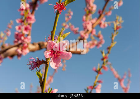 Gli alberi di pesco in fiore a Monastir del Camp, Roussillon, Francia Foto Stock