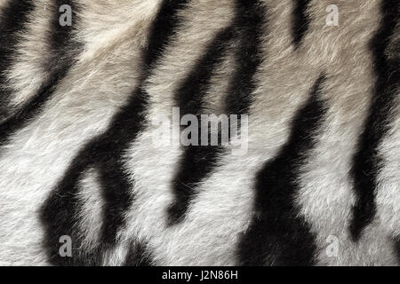 Bianco e nero modello reale di tiger pelt pronto per il tuo design Foto Stock