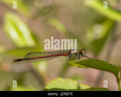 Grandi Rossi, damselfly damselfly europea Pyrrhosoma nymphula Foto Stock