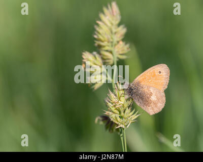 Small Heath, Coenonympha pamphilus Foto Stock