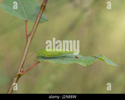 La falce-Bussola cuscinetto-cricket, Phaneroptera falcata Foto Stock