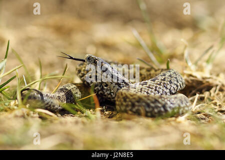 Bellissimo prato maschio viper pronto a mordere, questa è una delle specie più rare di serpenti in Europa, elencati come minacciate di estinzione nella lista IUCN ( Vipera ursinii r Foto Stock