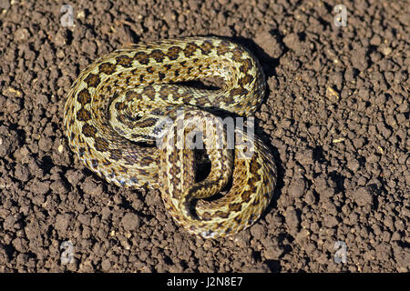 Prato viper sul terreno ( Vipera ursinii rakosiensis ), uno dei rari i serpenti in Europa, elencato come specie in via di estinzione Foto Stock