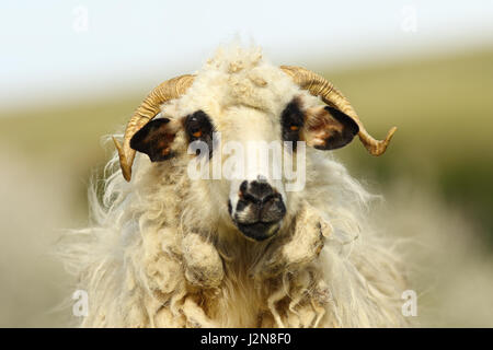 Ritratto di soffice bianco ram oltre al di fuori della messa a fuoco lo sfondo Foto Stock