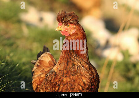 Ritratto di funny brown hen, uccello domestico vicino il bio agriturismo Foto Stock