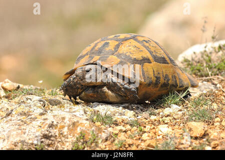 Testudo graeca crogiolarsi sul suolo roccioso alla fine su marzo ( sperone-thighed tortoise ) Foto Stock
