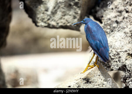 Black Bird raven seduti sulla pietra Foto Stock