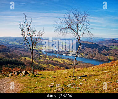 Hardy alberelli su gommatori come, al di sopra del lago Wndermere Foto Stock