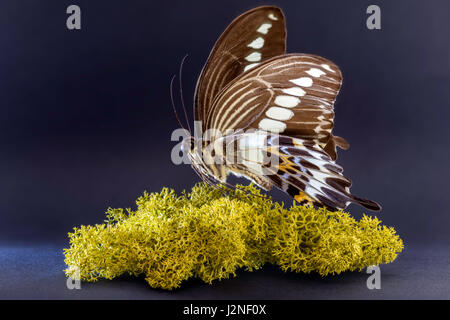 Indonesiano (Papilio Gigon) a coda di rondine set campione finlandese che su MOSS, spot illuminato e isolata contro di sfondo per studio. Foto Stock