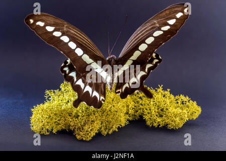 Indonesiano (Papilio Gigon) a coda di rondine set campione finlandese che su MOSS, spot illuminato e isolata contro di sfondo per studio. Foto Stock