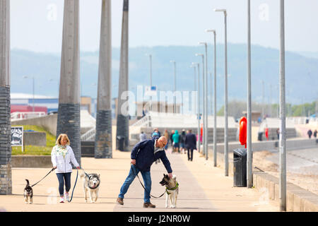 Rhyl, Denbighshire, Galles il 30 aprile 2017, Regno Unito - Previsioni del tempo - a nord, sud oggi come la pioggia si insinua nella parte meridionale del Regno Unito oggi Norther aree tra la costa del Galles Settentrionale godere di caldo secco meteo prima pioggia arriva su lunedì festivo. Un paio di prendere i loro cani per una passeggiata al sole lungo la passeggiata costiera a Rhyl nel Galles del Nord © DGDImages/Alamy Live News Foto Stock