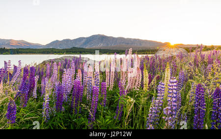 Sole che splende attraverso viola grandi lasciarono i lupini (Lupinus polyphyllus), sunrise dietro le montagne, il Lago Tekapo, regione di Canterbury Foto Stock