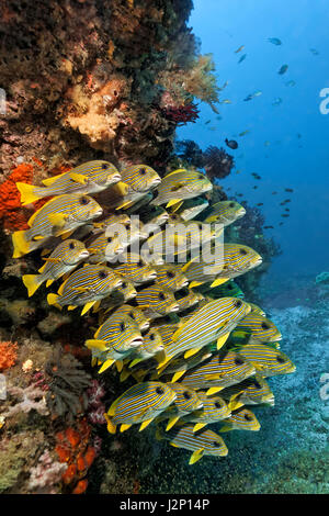 Scuola di Ribboned sweetlips (Plectorhinchus polytaenia), di fronte alla barriera corallina, Raja Ampat, Papua Barat, Papua Occidentale, Pacific Foto Stock