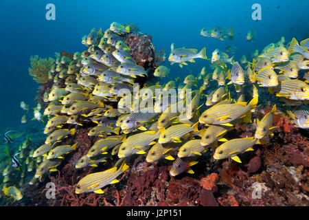 Scuola di Ribboned sweetlips (Plectorhinchus polytaenia), e Diagonal-nastrare Sweetlip (Plectorhinchus lineatus) nuoto oltre Foto Stock