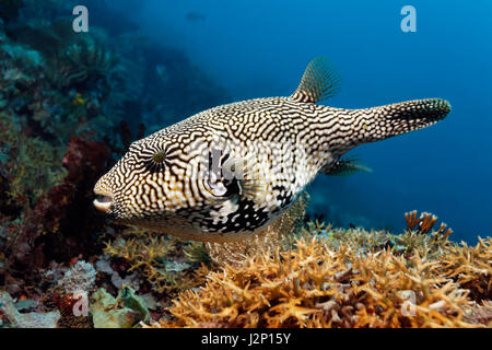 Mappa puffer (Arothron mappa), Raja Ampat, Papua Barat, Papua occidentale, in Indonesia, Oceano Pacifico Foto Stock