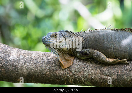 Verde (iguana Iguana iguana) giacente sul ramo di spessa, Costa Rica, America Centrale Foto Stock