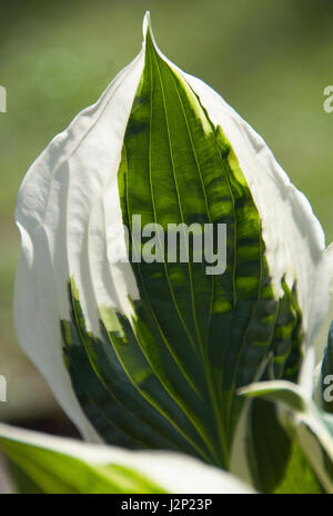 Hosta 'Patriot' è un popolare, eye-catching hosta Foto Stock