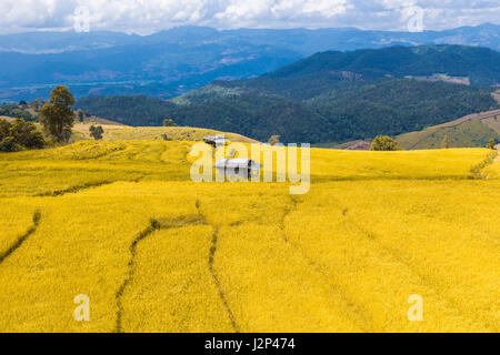 Il colore è dorato di riso a gradini archiviato in Chiang Mai Thailandia del Nord, pronto per il raccolto Foto Stock