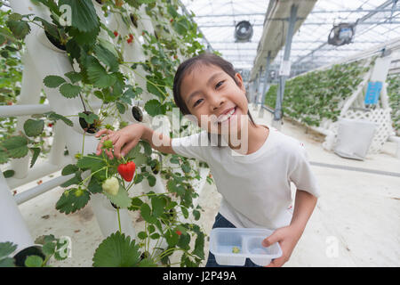 Felice ragazza asiatica holding fragola rossa in indoor strawberry farm Foto Stock