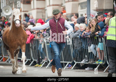 Stalloni e vincere i proprietari verso il basso di carica cardigan high street a questo anni parade di stalloni evento in cardigan west wales Foto Stock