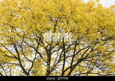 Quercus Rubra Aurea. Oro Rosso settentrionale quercia baldacchino in aprile Foto Stock