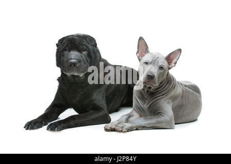 Bella e antica razza nera Shar Pei cane e carino blue thai ridgeback cucciolo sdraiato. Isolato su sfondo bianco. Copia dello spazio. Foto Stock