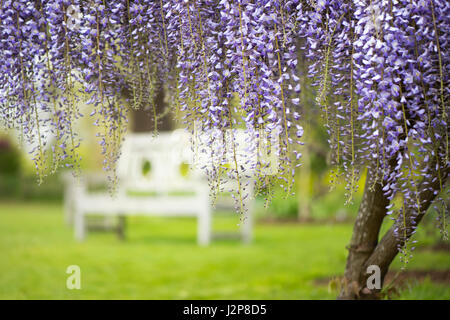 Close-up immagine della bella a fioritura primaverile Floribunda Glicine pianta rampicante con lunga delicati fiori viola Foto Stock