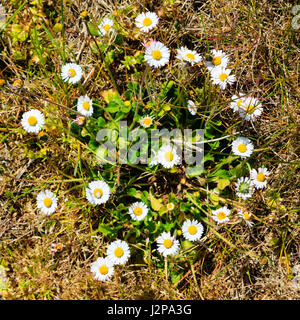 Un intrico di comune inglese margherite, Bellis Perennis. Foto Stock