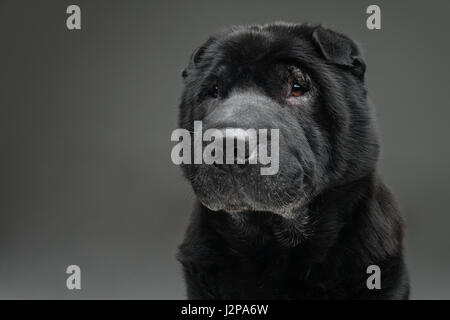 Bella e antica razza nera Shar Pei dog sitter su sfondo grigio. Copia dello spazio. Foto Stock