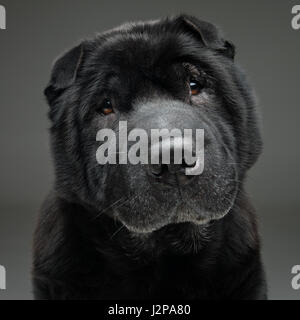 Bella e antica razza nera Shar Pei dog sitter su sfondo grigio. Copia dello spazio. Foto Stock