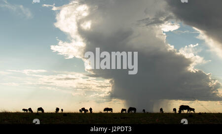 Una piccola mandria di gnu fotografato locale con un acquazzone in background, Zambia. Foto Stock