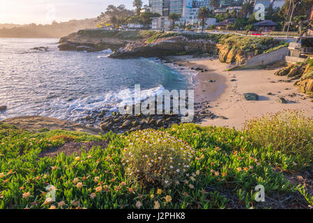 La mattina presto al di sopra di La Jolla Cove. La Jolla, California, Stati Uniti d'America. Foto Stock