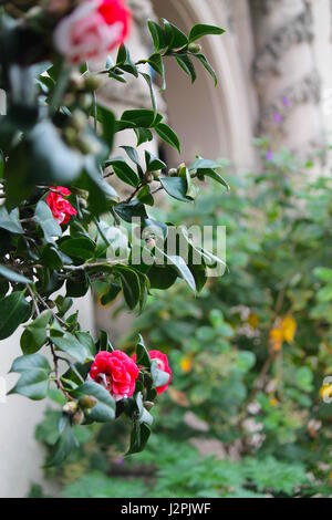 Giardino delle Rose Foto Stock