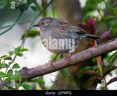 Dunnock nella struttura ad albero in casa Urban garden. Foto Stock