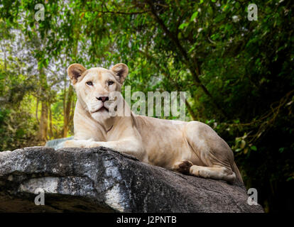 White Lion. ritratto di leonessa. Leonessa giacente su roccia Foto Stock