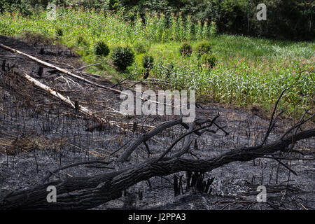 La terra è bruciata dopo la combustione controllata, vicino ai terreni agricoli locali, in Ihanu, Mufindi, in Iranga, Tanzania. Foto Stock