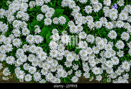 Bianco display candytuft di fiori in un letto di fiori. Foto Stock